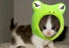 Jeu flash : Jigsaw Puzzle: The Cutest Kittens (puzzle)